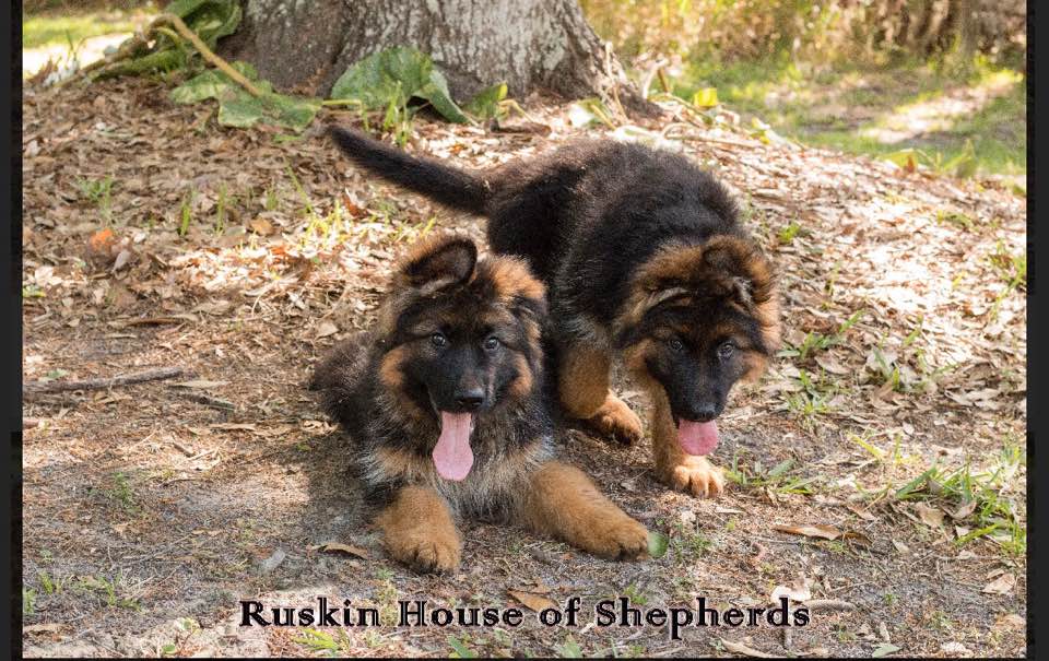 plush coat german shepherd puppies